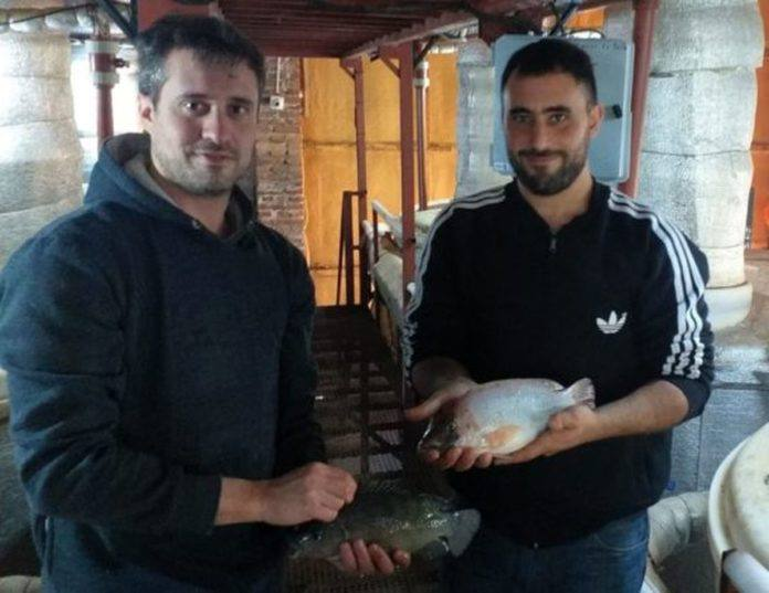 Cra de tilapias: en Pergamino producen carne de pescado de calidad