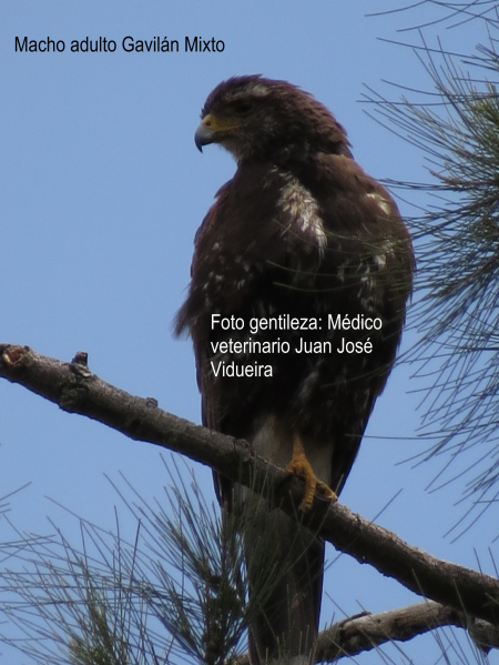 Identificaron la especie de aves rapaces involucradas en ataques a personas