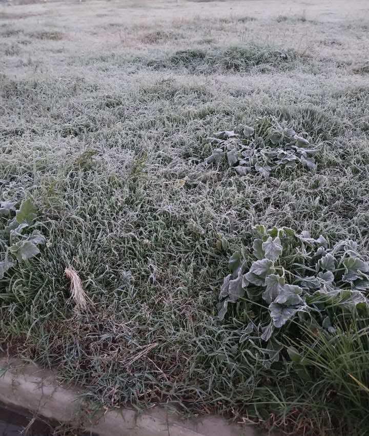 Las bajas temperaturas del día de hoy mostraron escarcha en algunos lugares de la ciudad