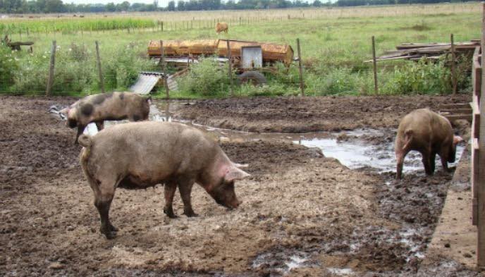 Rancagua: denuncian  el hurto de ocho lechones  desde una vivienda rural