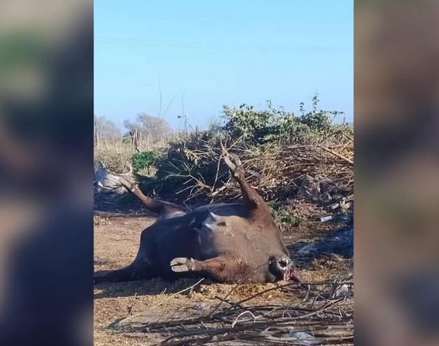 Vecinos de Fontezuela denuncian un basural con animales en estado de putrefacción