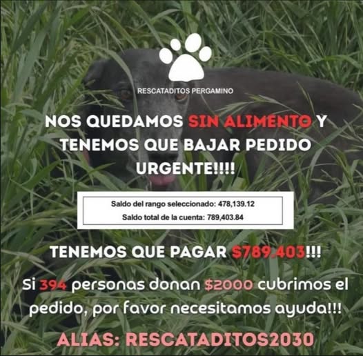 Rescataditos Pergamino en riesgo de cierre: el refugio enfrenta una deuda veterinaria insostenible