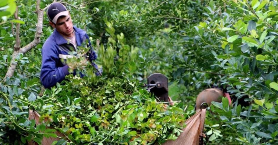 Yerbateros suspenden la zafra de verano en rechazo a la desregulación de Milei.