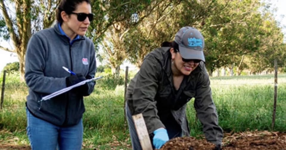 Investigadores de INTA detectan elementos potencialmente tóxicos en compost de cama de pollo
