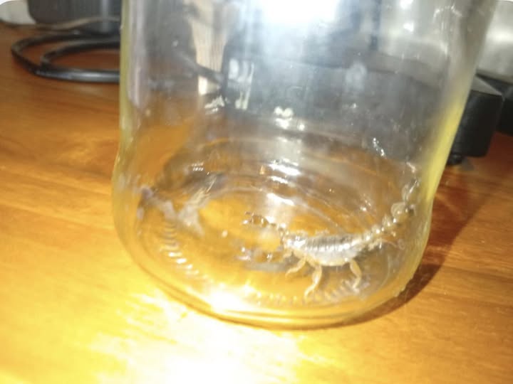 Vecinos del barrio La Bloquera alertan por la aparición de un alacrán frente a sus casas