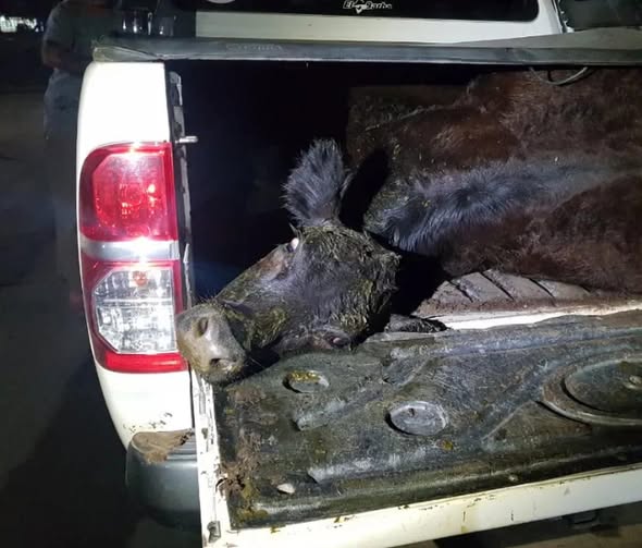 La muerte no alcanzó para  frenar la barbarie: destrozos  y robo tras un vuelco fatal