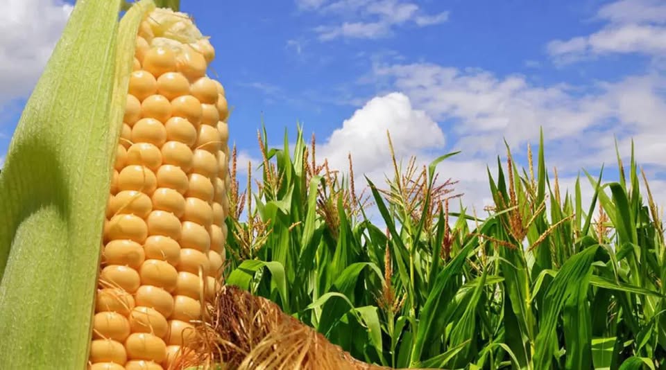 Inta Pergamino organiza una Jornada de Cultivos de Verano