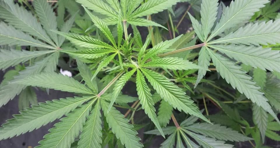 Tras un allanamiento por robo, secuestraron más de 100 plantas de marihuana