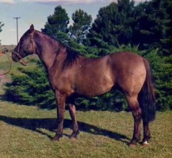 Robaron un caballo en un descampado y no hay pistas sobre los autores
