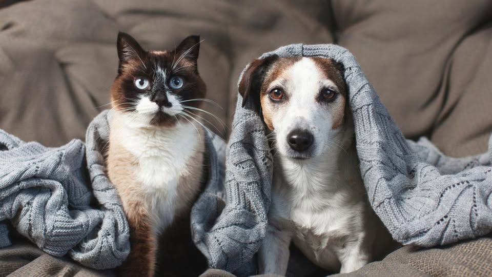 Día del Animal: una fecha para reflexionar sobre el respeto y la protección