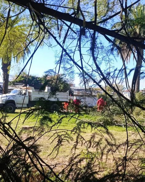 Preocupación vecinal por la tala de eucaliptos en un histórico predio ferroviario