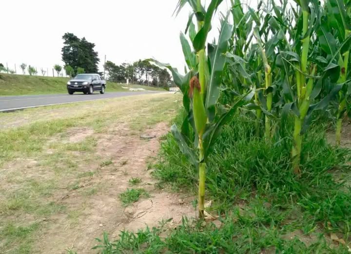 Presentaron un proyecto para que los municipios gestionen el sembrado de banquinas en rutas provinciales